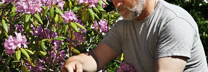 Person schneidet Rhododendron mit Schere